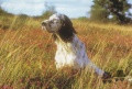 Setter Anglais OEDIPE DU POULIT SAN DANIS Setter Anglais OEDIPE DU POULIT SAN DANIS